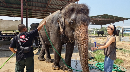 象乗り体験_お世話体験ツアー